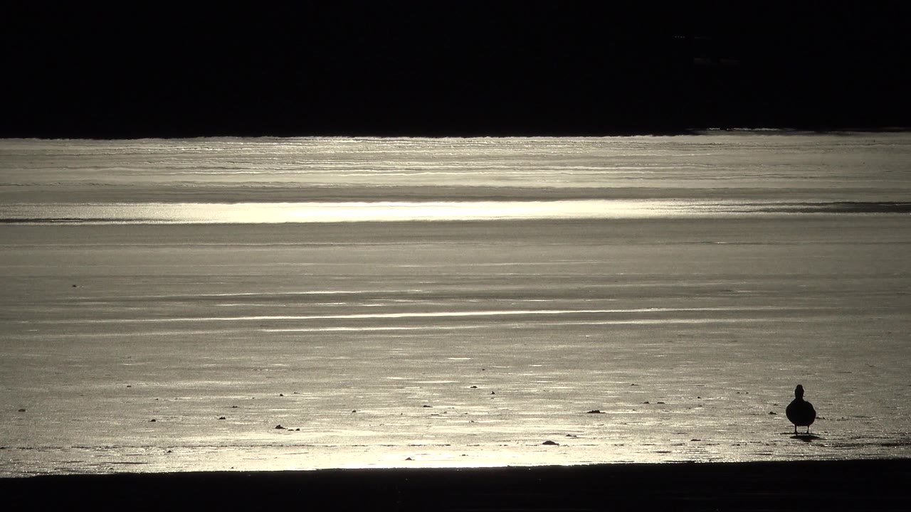 The bird appears farther across the frame against bright rippled water in Westminster, Colorado, with the shoreline forming a dark lower band and no visible people.
