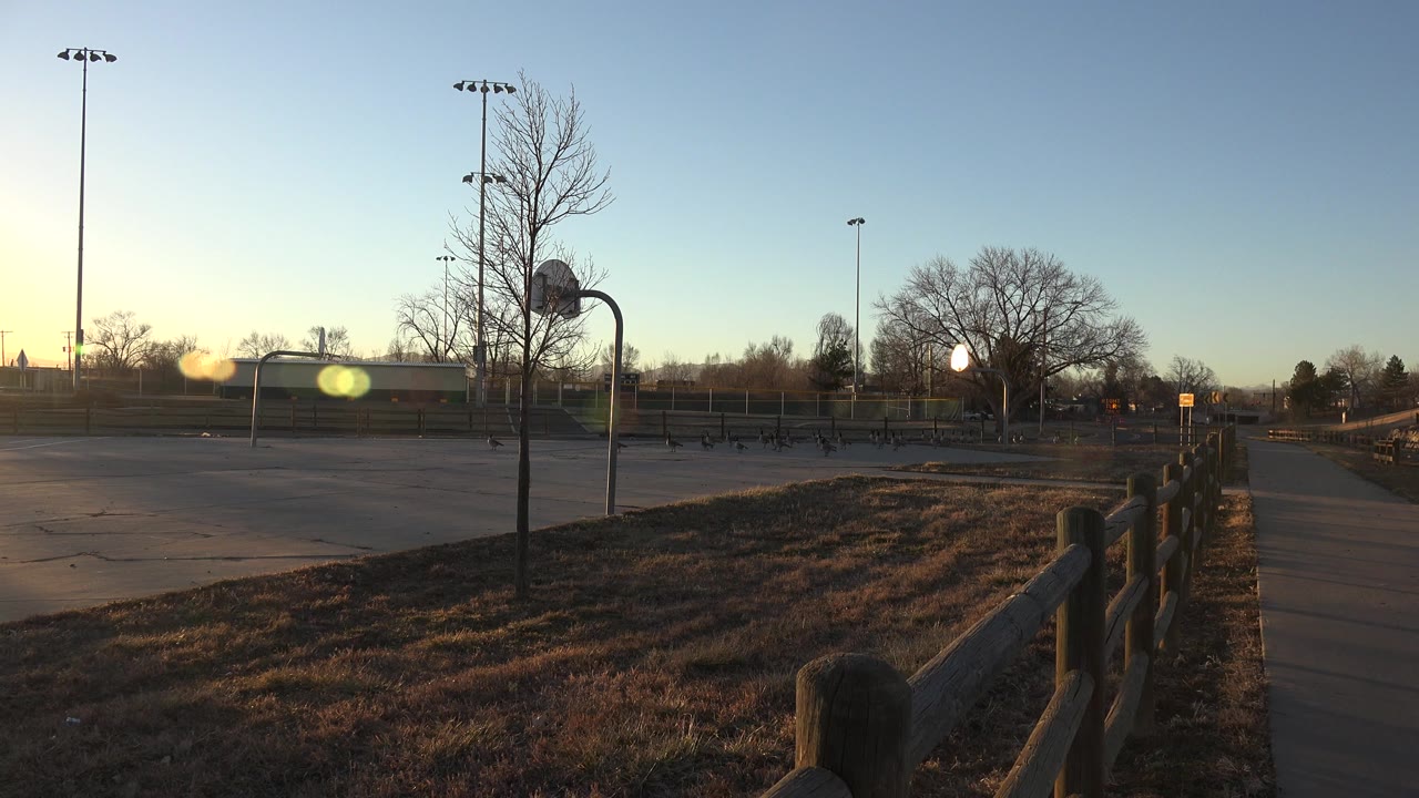 Wide Westminster, Colorado roadside view with winter grass, a basketball hoop, distant geese, ball-field fencing, bare trees, low sun flare, and no visible people.