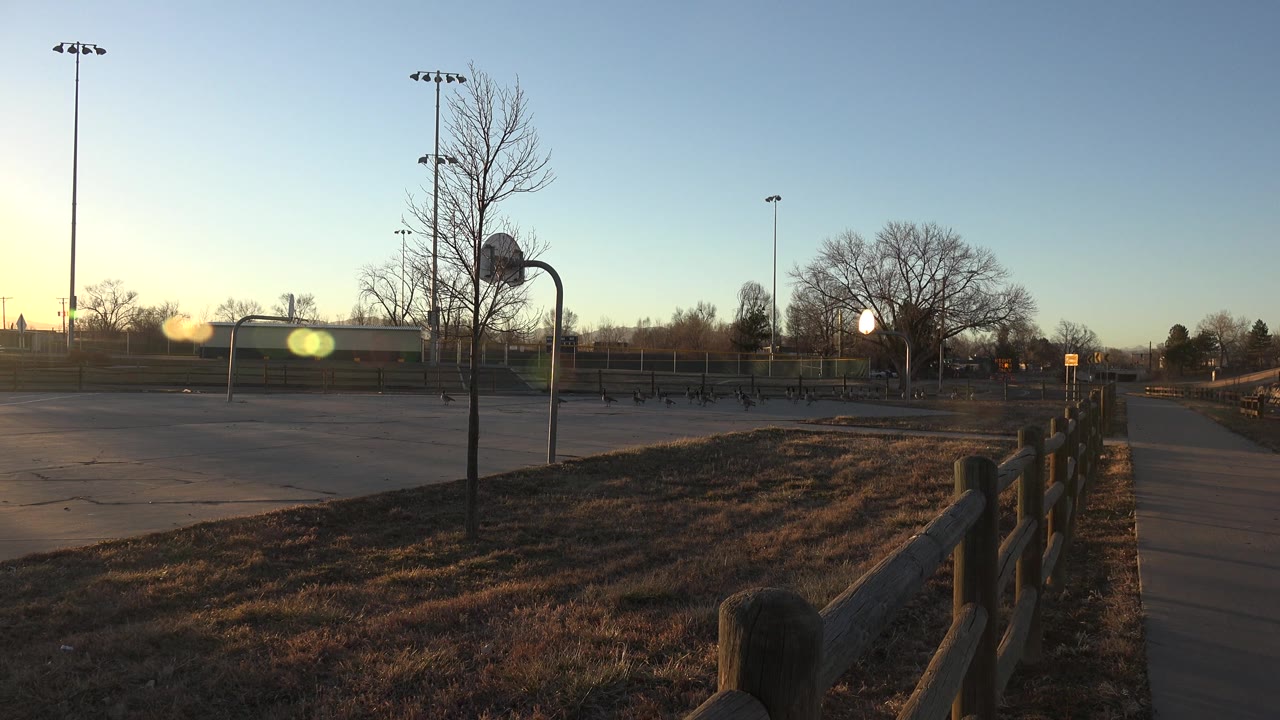 Westminster, Colorado wide shot with geese spread across the pavement, dry winter grass in front, tall sports lights, bare trees, lens flare, and no visible people.