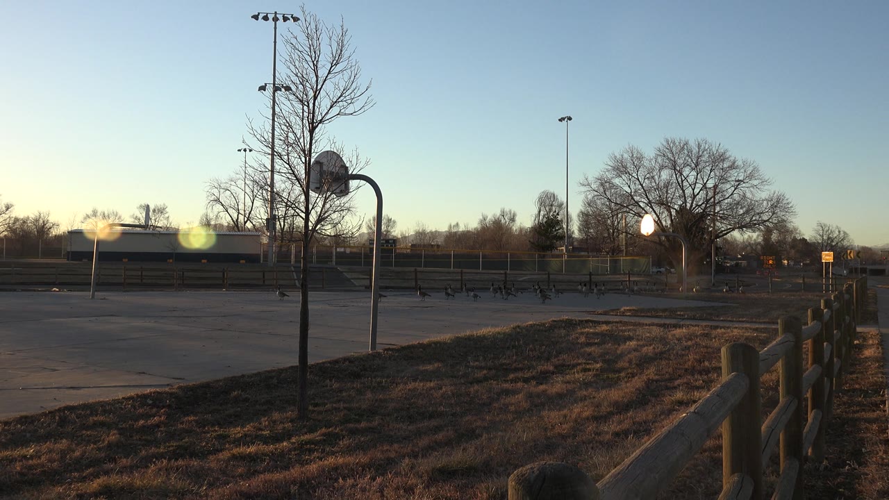Wide paved recreation area with geese, fence posts, and a basketball hoop.