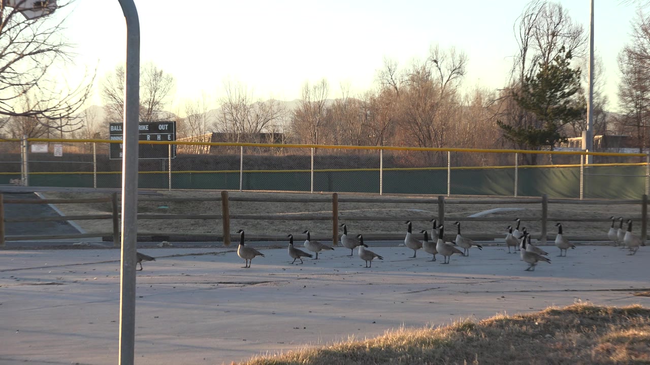 Geese move across a paved recreation court in Westminster, Colorado, with a fence, bare trees, a basketball hoop, warm low sun, and no visible people.