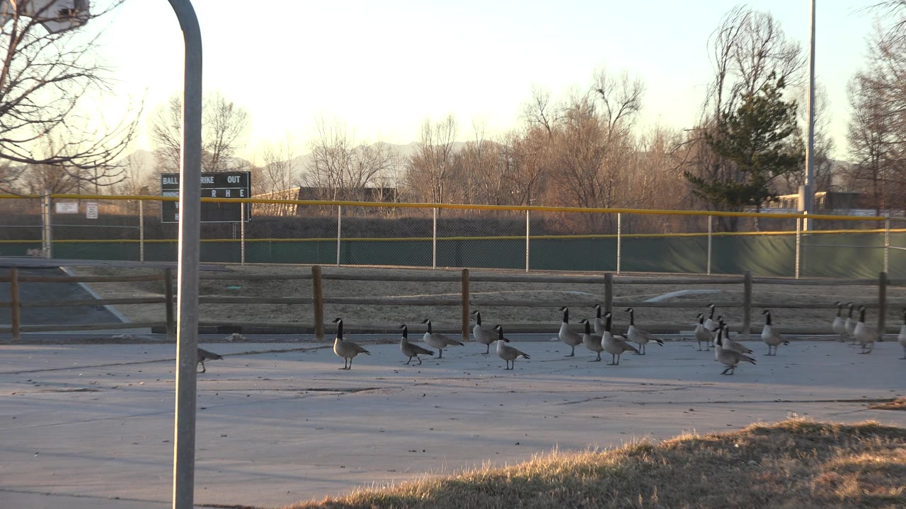 A wider group of geese crosses the pavement in Westminster, Colorado, with a court fence, bare winter trees, a hoop pole, and no visible people.