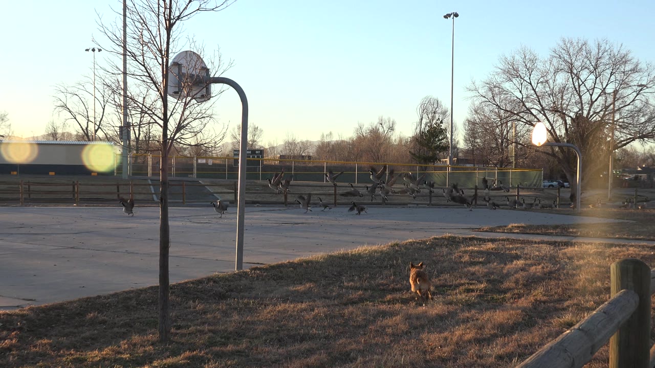 Birds lift near a court as the low sun flares across the frame.