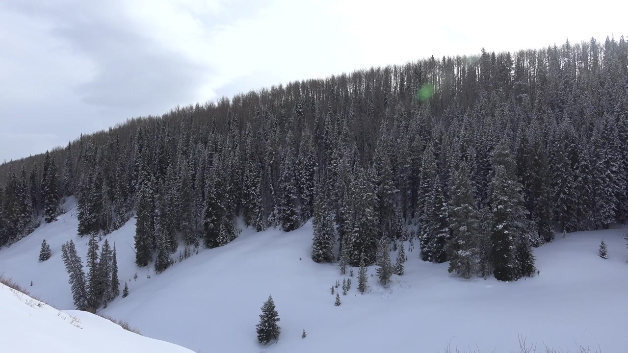 Wide view of a snow-covered forest slope in Crested Butte, Colorado, with dense evergreen trees, pale sky, and no visible people.