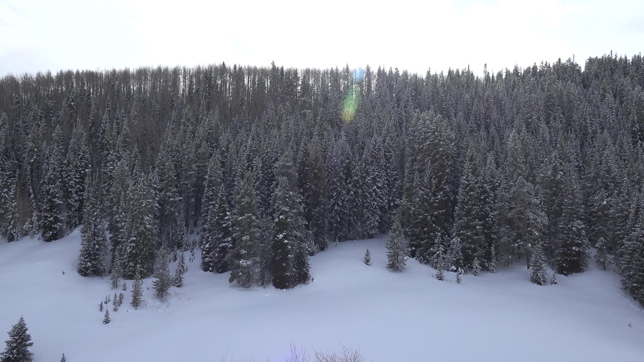 Opening frame of a snow-covered hillside beneath dense pine trees in Crested Butte, Colorado, with pale sky above and no visible people.
