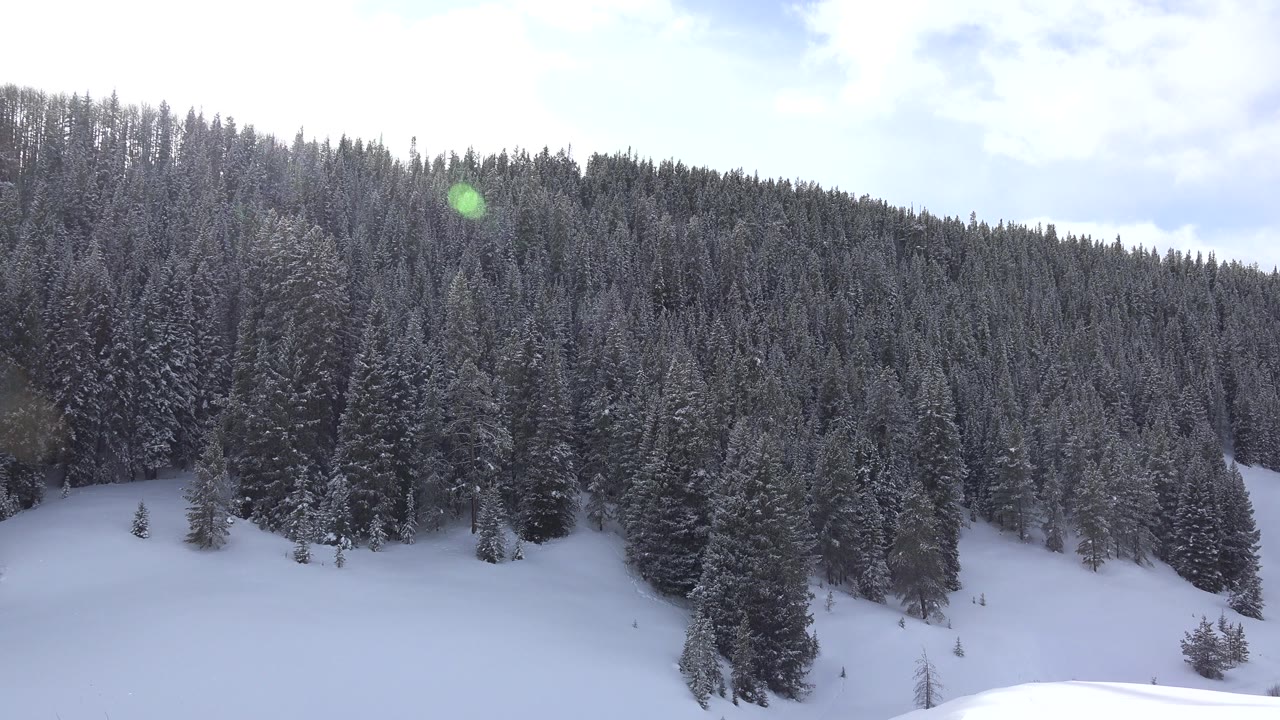 Snow-dusted evergreens fill the ridge in Crested Butte, Colorado, with an open white slope below and no visible people.