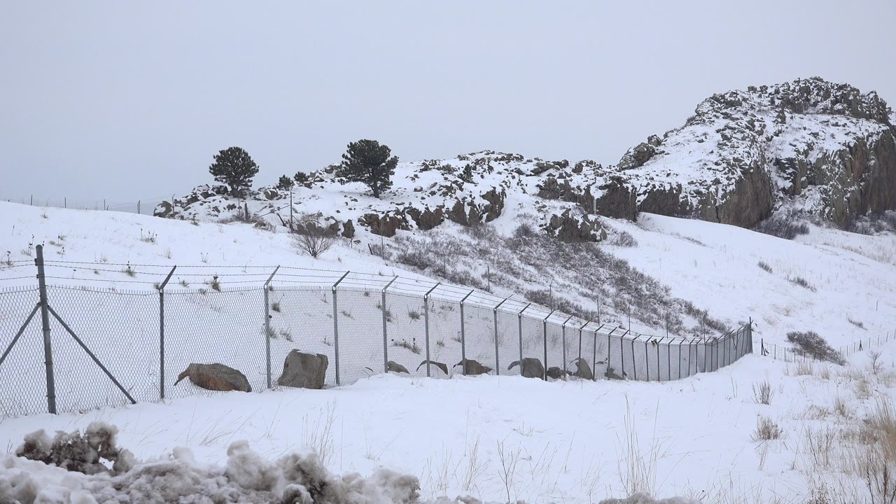Opening frame of a snowy hillside in Arvada, Colorado with a chain-link fence, angled barbed wire, rocks near the base, dark trees on the ridge, and no visible people.