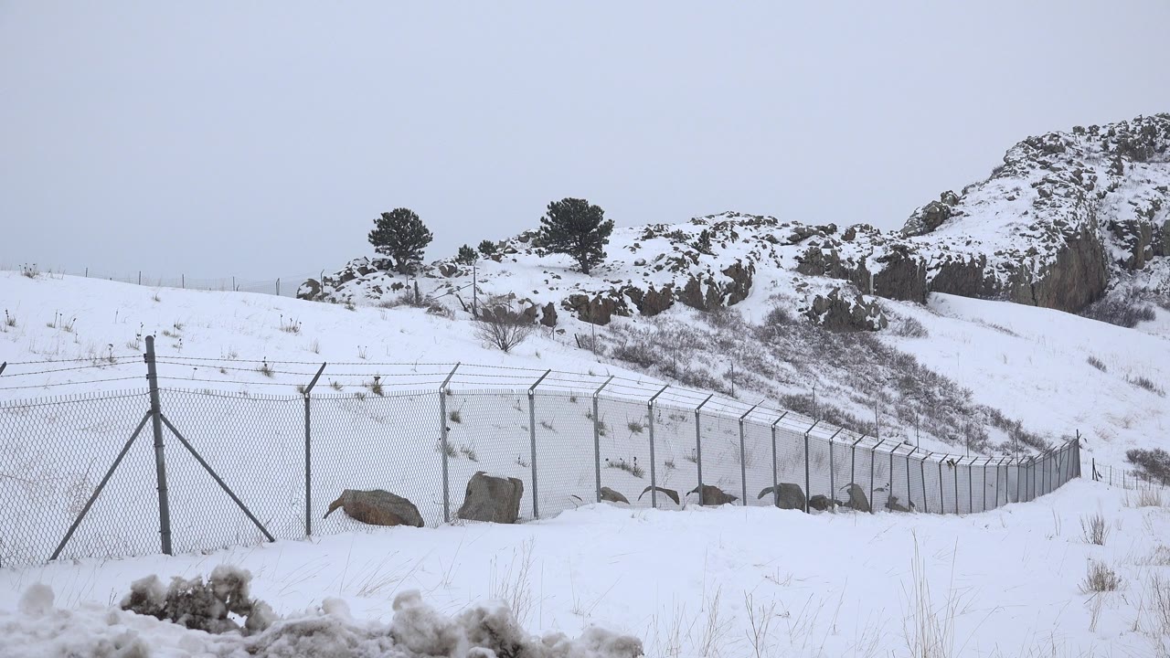 Snow-covered Arvada, Colorado hillside with a chain-link fence across the foreground, rocks and small dark trees on the ridge, and no visible people.
