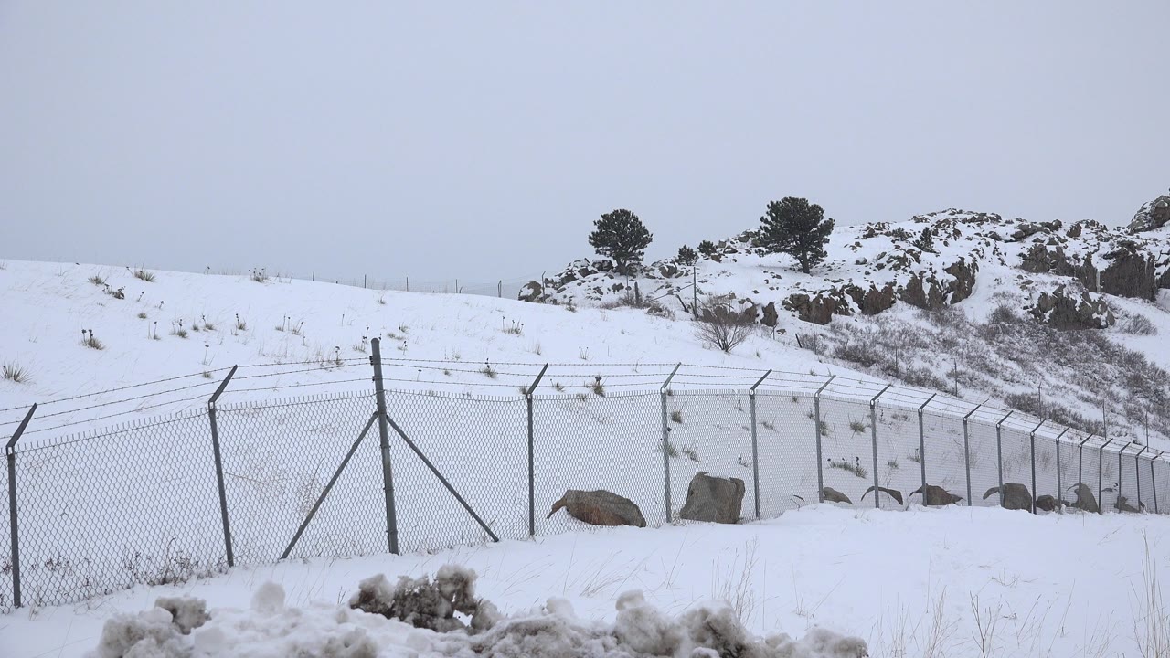 A chain-link fence crosses a snow-covered roadside in Arvada, Colorado, with rocks, scrub, a white hillside, dark trees, gray sky, and no visible people.
