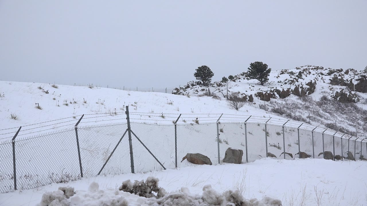 Snowy fenced roadside with a rocky hill and small trees in the background.
