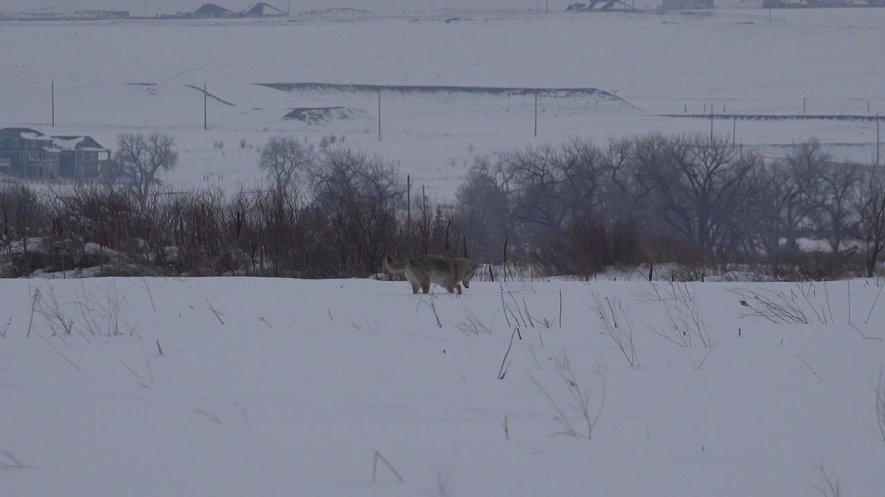Two tan-gray animals crossing a snowy field near brush and distant houses.