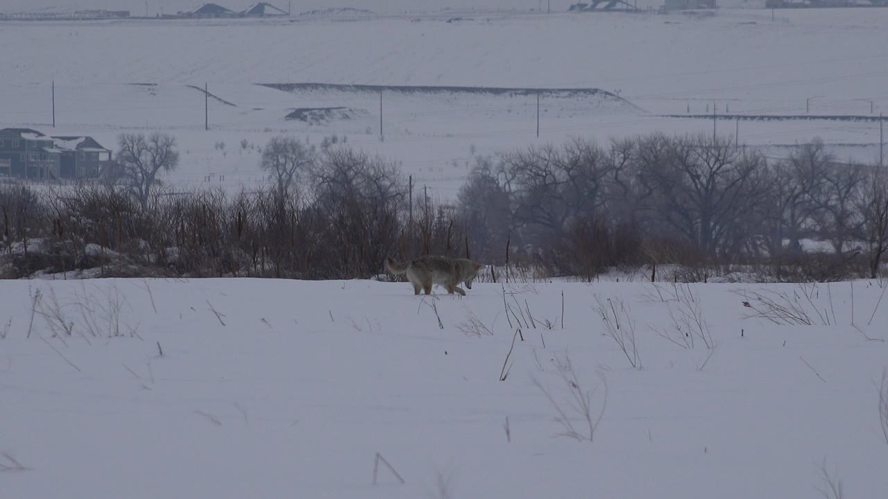 The two tan-gray animals appear slightly farther right across the Arvada snowfield, with sparse stems in front and a dark band of winter brush and trees behind them, no visible people.