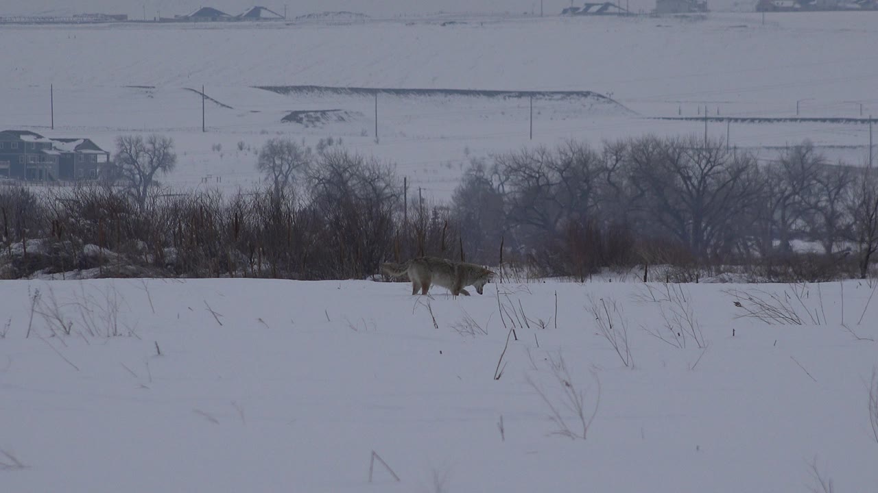 A wolf stands in a snow-covered field in Arvada, Colorado, with bare brush, leafless trees, utility poles, distant buildings, and no visible people.