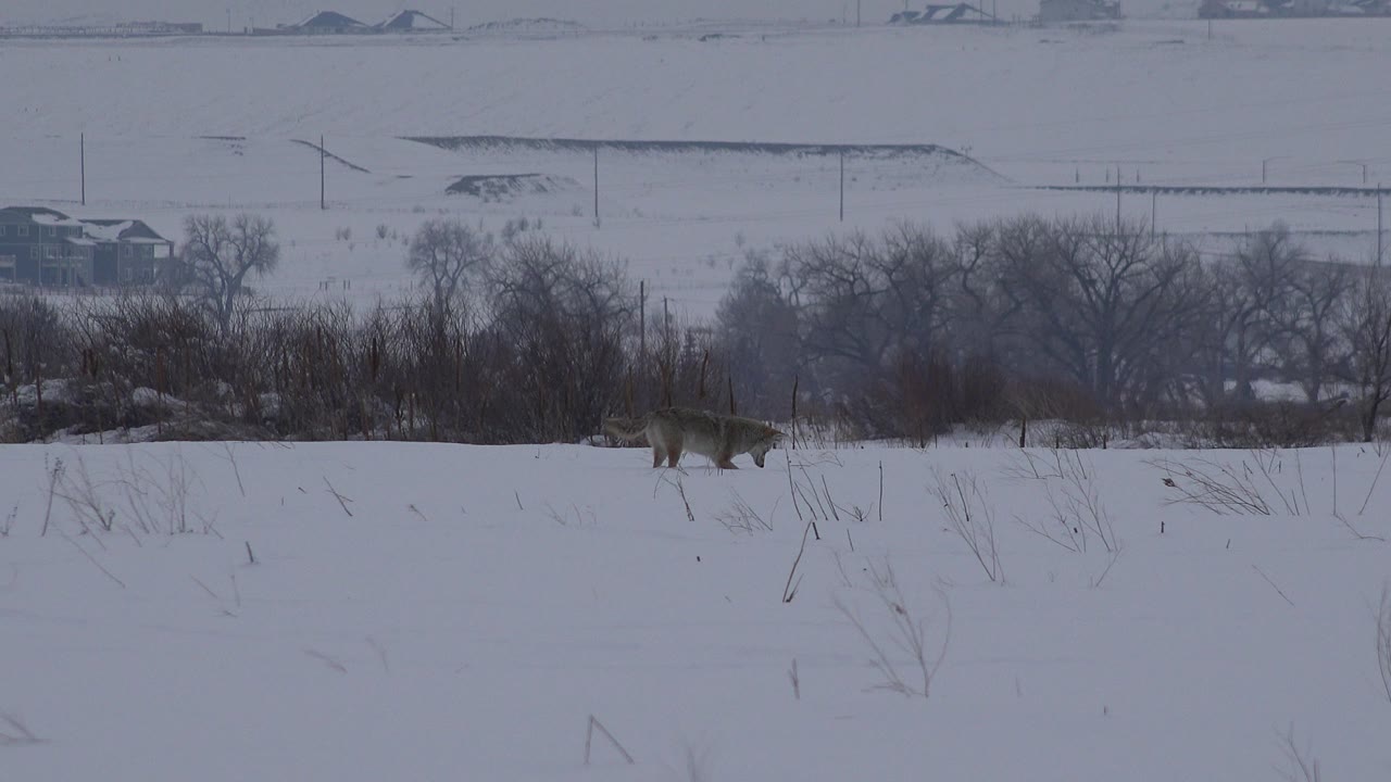 A wolf moves low across the snowy midground in Arvada, Colorado, below leafless trees, brush, distant road structures, and an empty gray sky with no visible people.