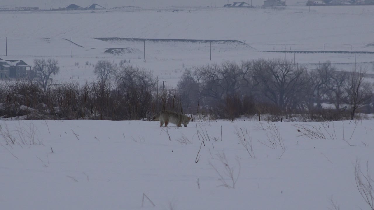 At 0:00, a husky stands low in the snowy field in Arvada, Colorado, with dry stalks in front, bare trees behind, distant roads on the horizon, and no visible people.