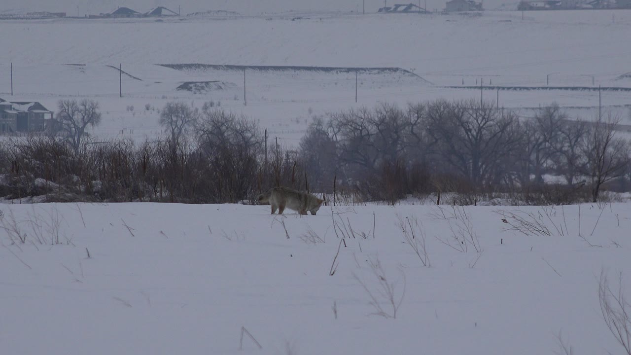 At 0:01, the husky moves across the lower part of the snowy Arvada field, backed by dark winter trees, utility poles, distant roads, and no visible people.