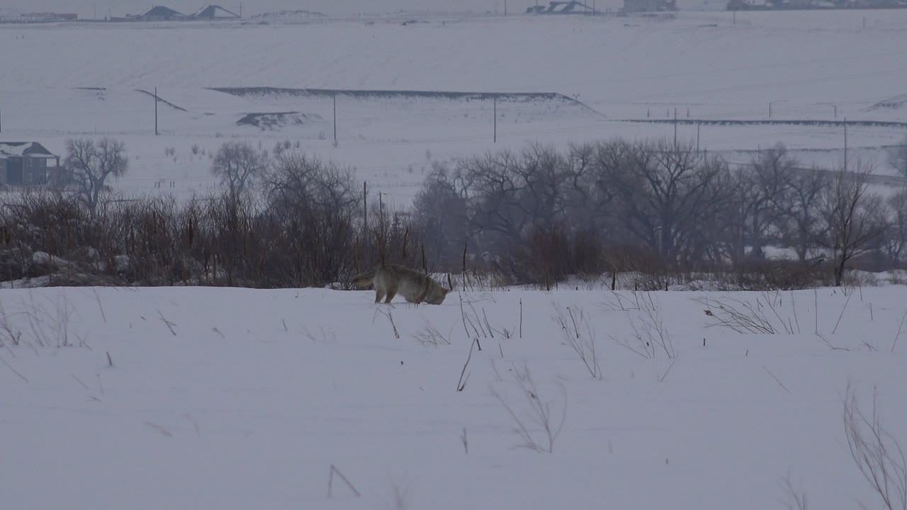 Husky crossing a snowy hillside with bare brush in the distance.