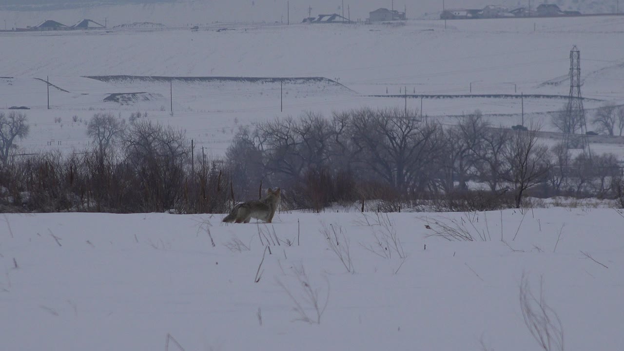 A solitary animal stands near the left side of a snow-covered field in Arvada, Colorado, with leafless trees and distant utility structures behind it, no visible people.