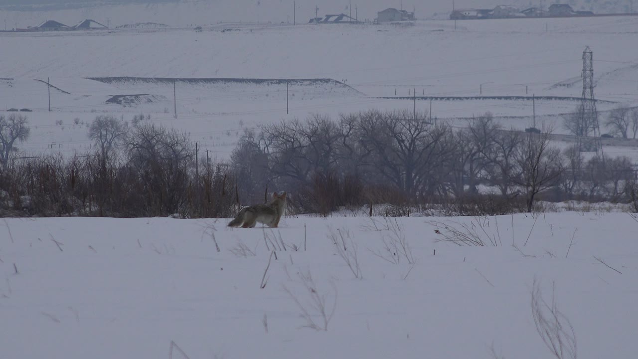 The animal remains in the snowy Arvada field with dark brush across the midground and faint industrial shapes on the horizon, no visible people.