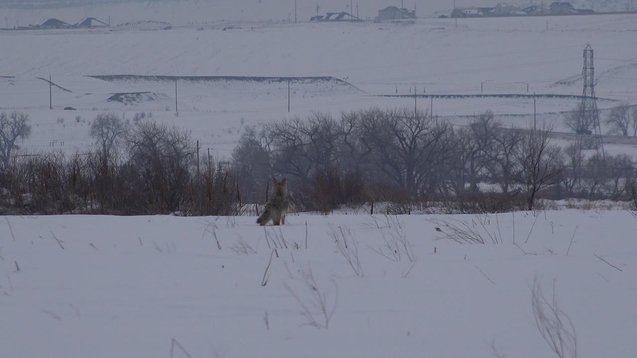 Snowy field with lone animal, tree line, and utility tower