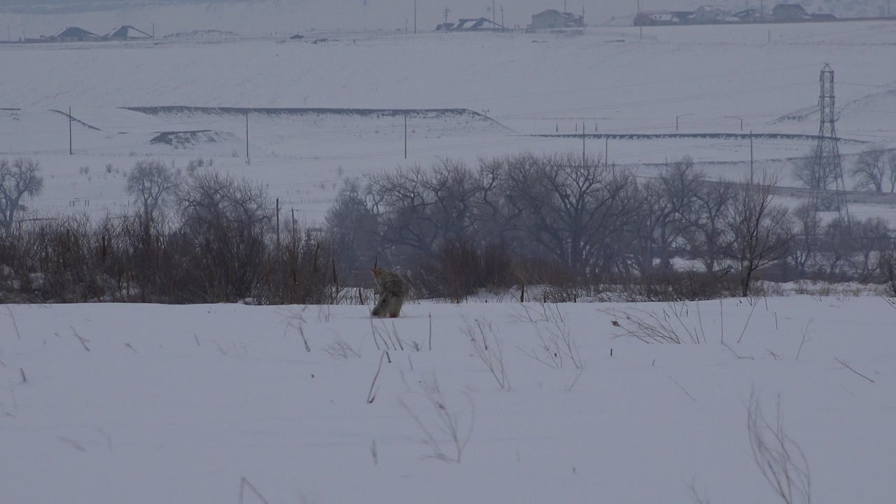 Grey animal at the left side of a snowy field with distant trees and houses.