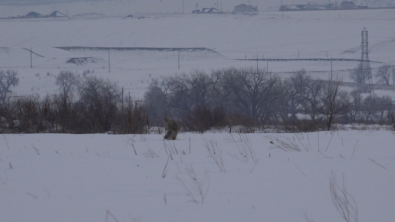 The grey animal appears slightly farther right in the Arvada snow field, with low brush, bare trees, power infrastructure, distant houses, and no visible people.
