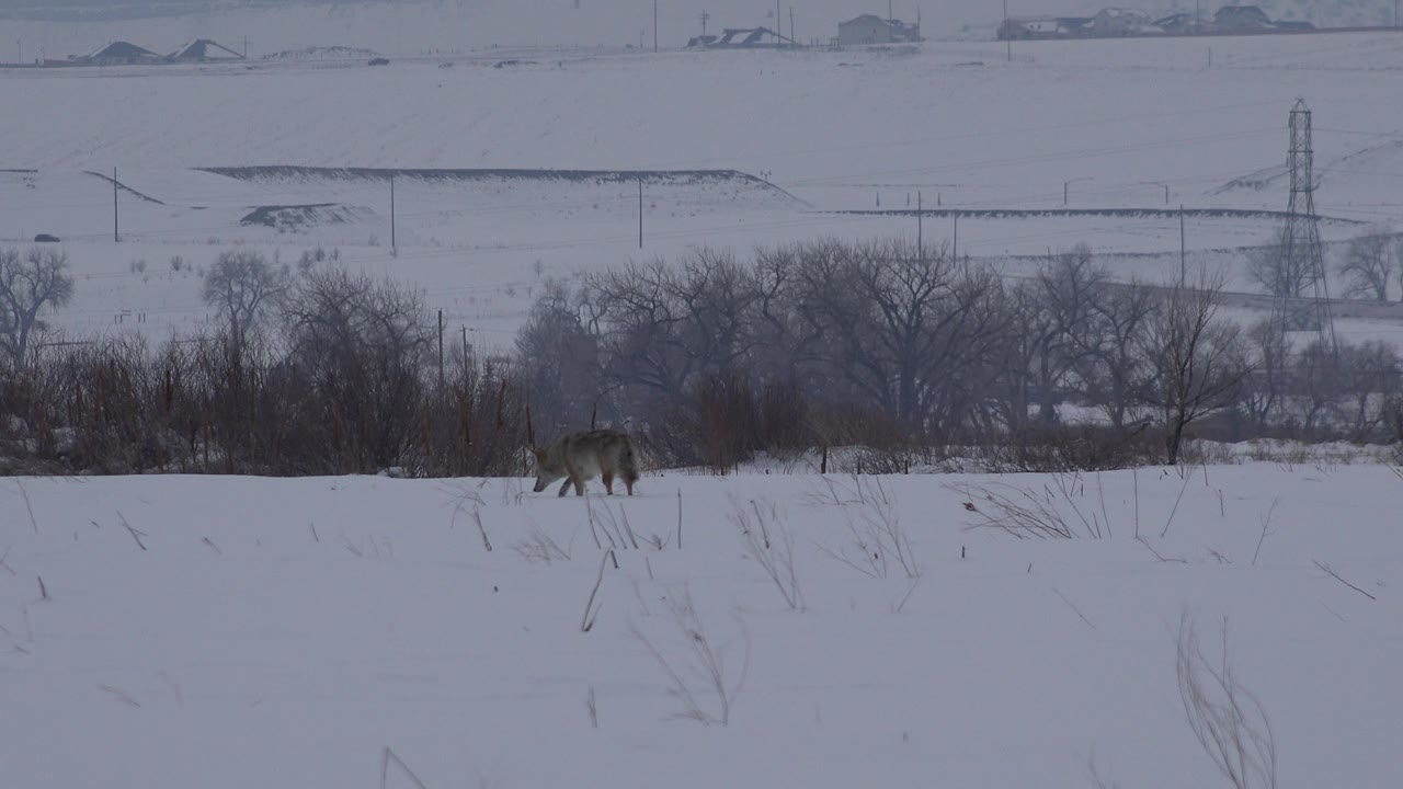 A grey animal walks near the right edge of the snowy Arvada field, backed by dark shrubs, leafless trees, a utility tower, distant buildings, and no visible people.