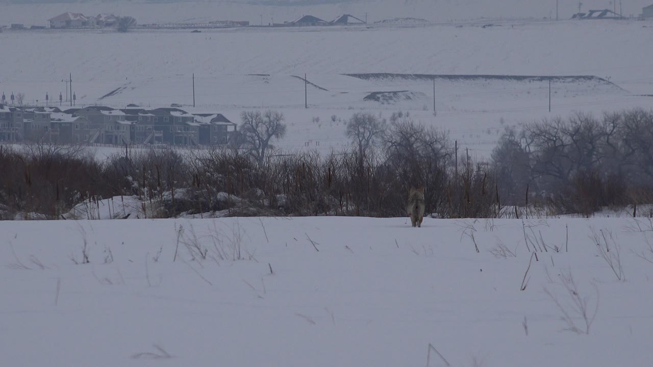 Lone dog standing in a snowy field near brush and distant houses.