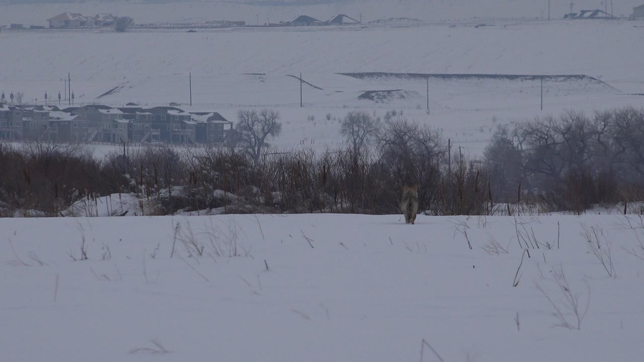 The dog appears farther right across the snow in Arvada, Colorado, with the brush line and distant homes remaining behind it and no visible people.