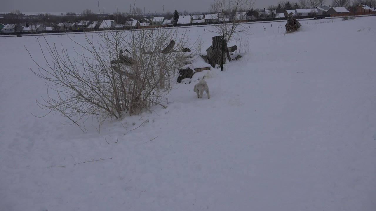 Light-colored dog in a snowy yard near bare shrubs and a tree stump.