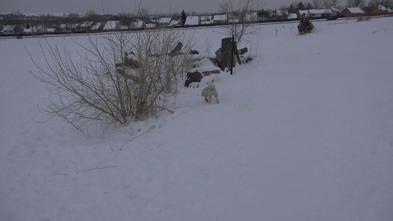 Wide snowy Arvada, Colorado frame with the dog closer to the shrubs and tree stump, distant rooftops on the horizon, and no visible people.