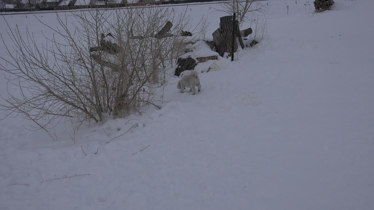 Dog near a tree stump in snow with bare branches around it.