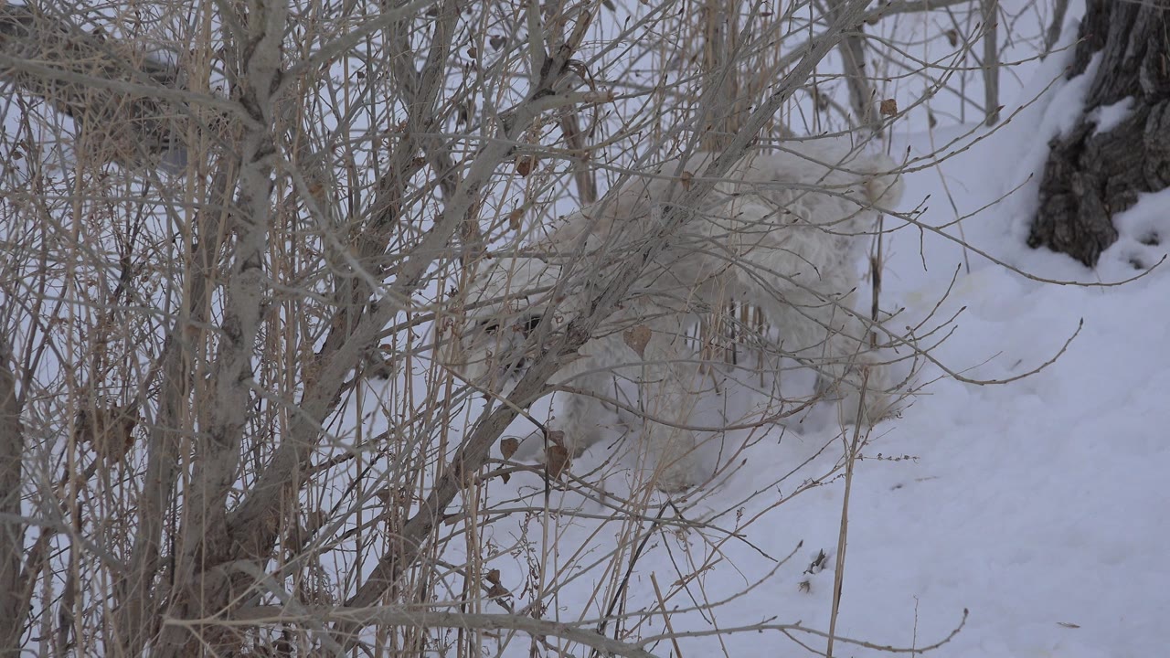 White dog partly hidden in snowy leafless brush.