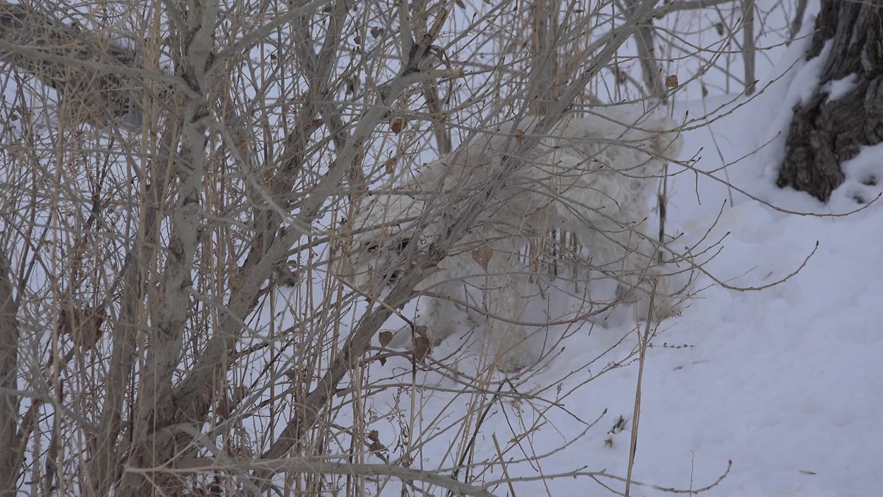 The small white dog remains behind a screen of leafless shrubs on snow-covered ground in Arvada, Colorado, with no visible people.