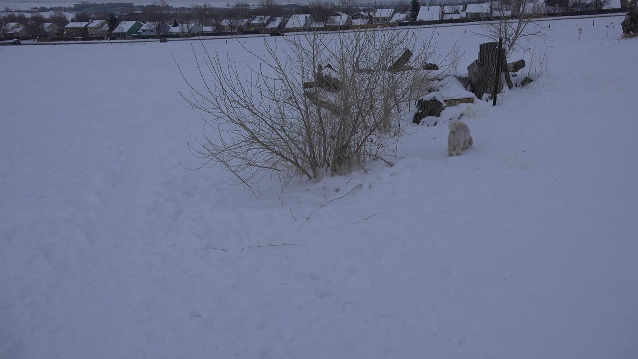 Light-colored dog in a snowy field near bare brush and cut logs