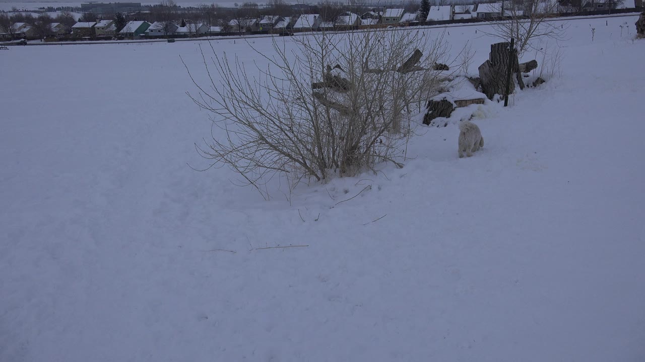 The dog appears lower in the snow near the same leafless brush and log pile in Arvada, Colorado, with a row of houses beyond the field and no visible people.