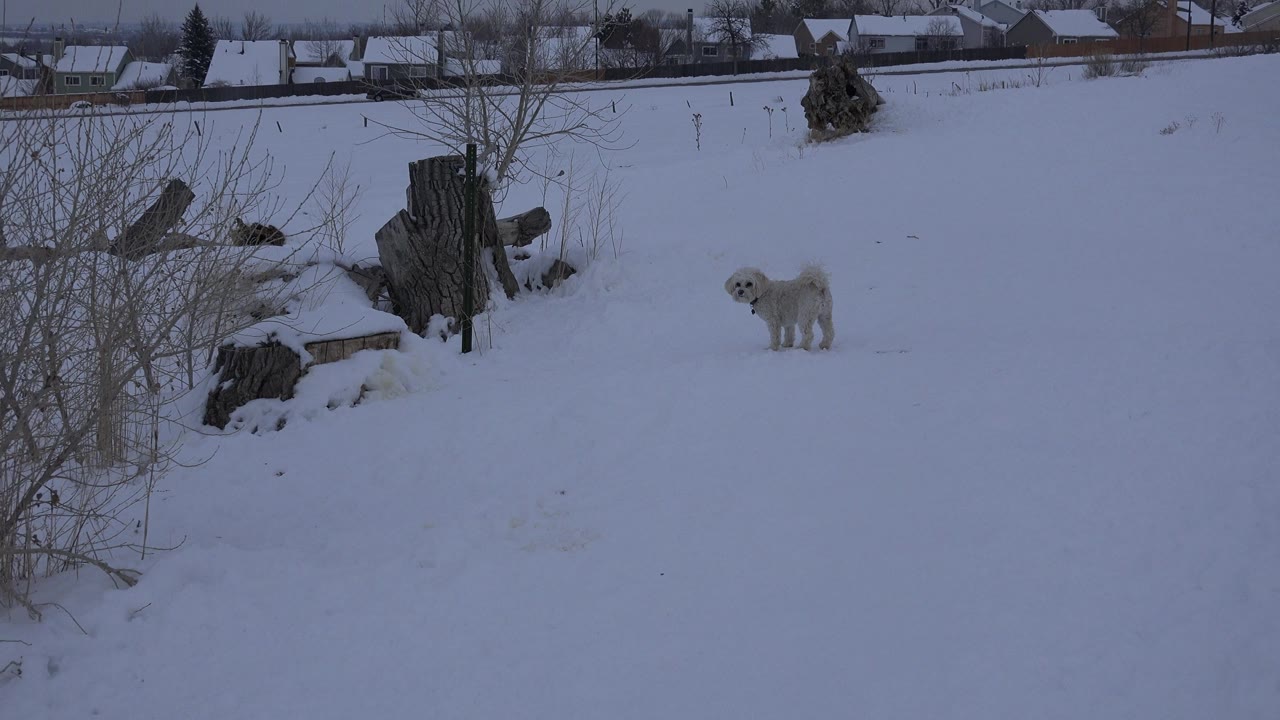 Small white dog standing in a snowy yard near tree stumps.