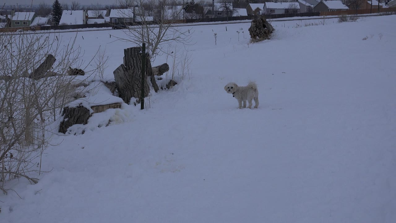 A white dog pauses in the snowy Arvada, Colorado yard, set to the right of weathered stumps and leafless brush with no visible people.