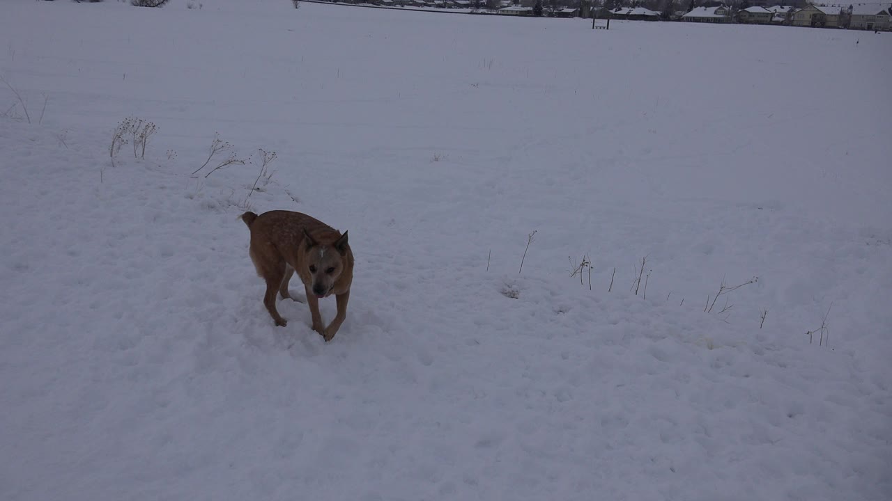 A tan dog walks diagonally across packed snow in Arvada, Colorado, with sparse grass poking through and no visible people.