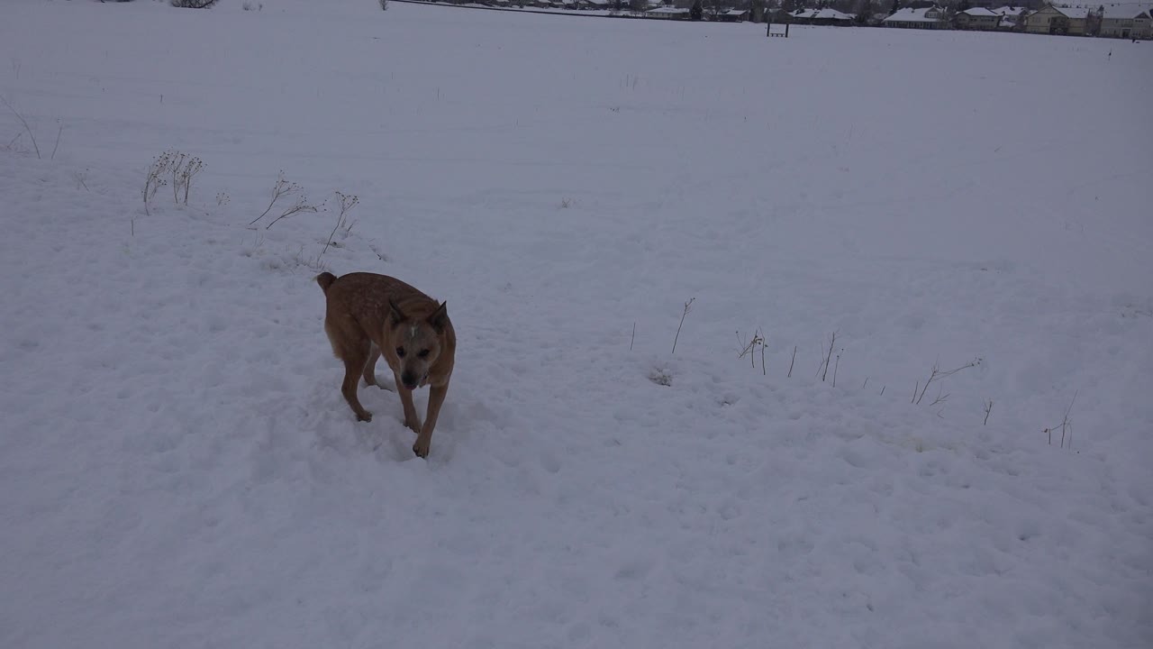 The tan dog moves closer toward the ground camera on snowy terrain in Arvada, Colorado, with no visible people in the frame.