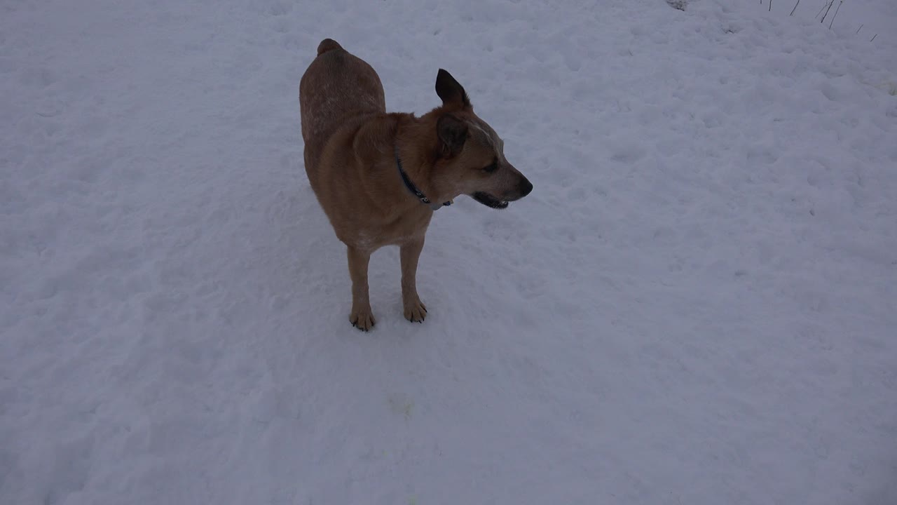 Tan dog with a dark collar stands on blue-gray snow in Arvada, Colorado, looking left with no visible people.
