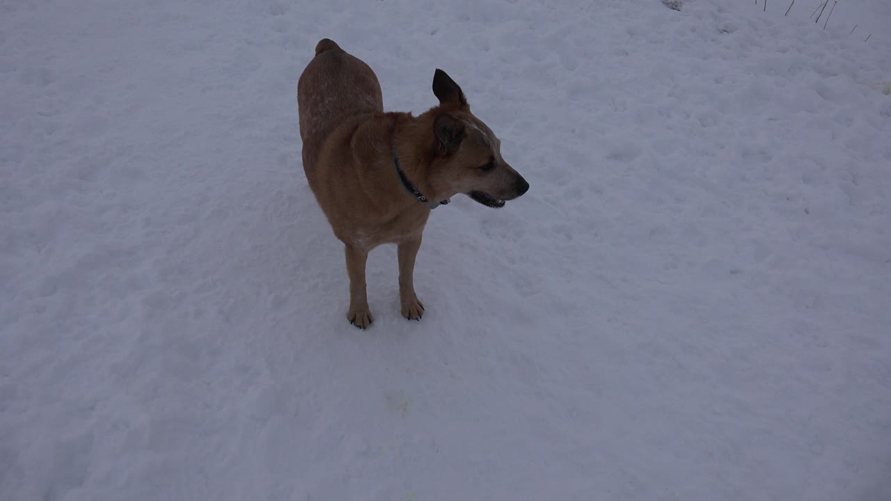 The dog remains standing on the snowy ground in Arvada, Colorado, with its body angled forward and head turned left, no visible people.