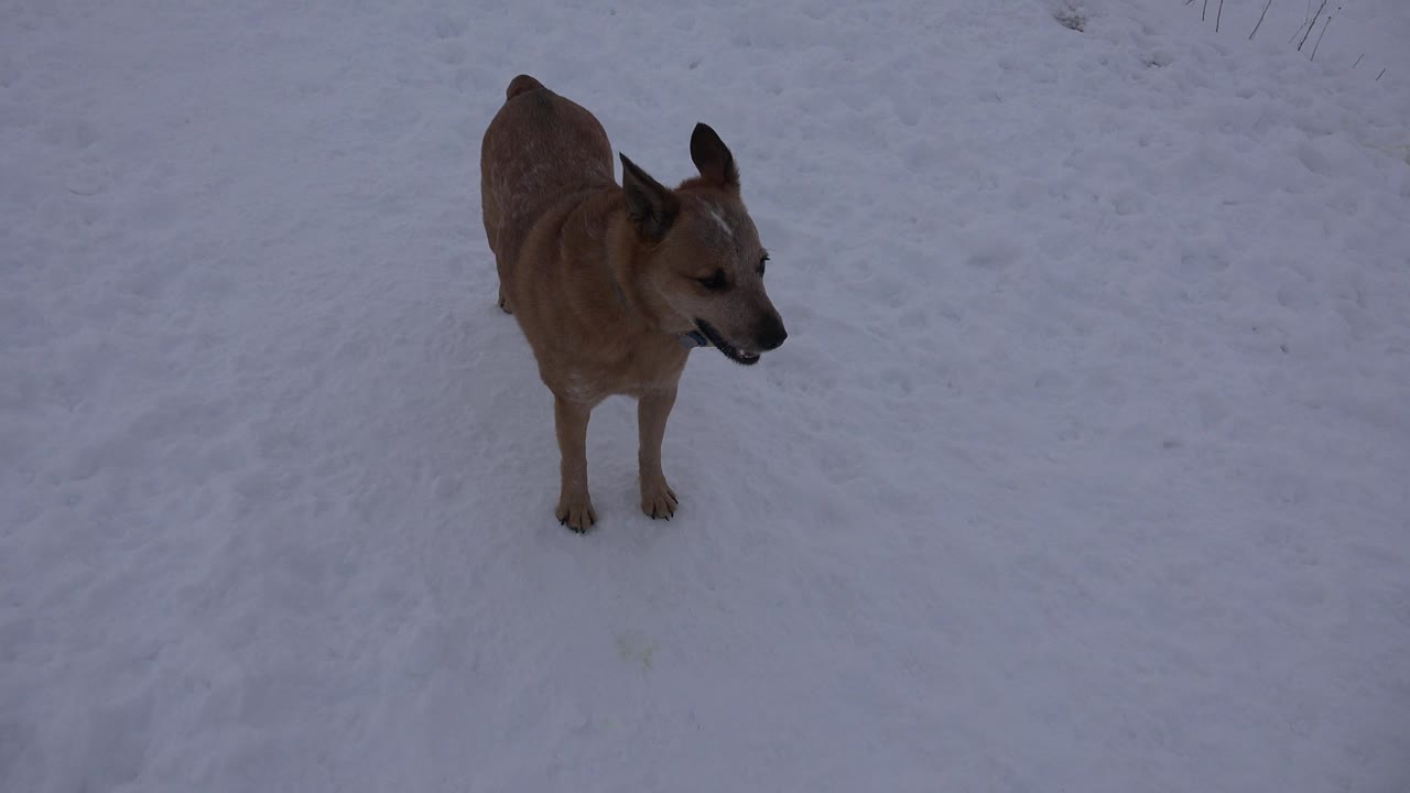 Tan dog on snow looking slightly right.