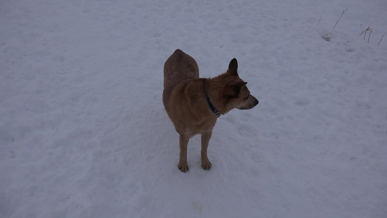 Tan dog in Arvada, Colorado stands on blue-gray snow at the start of the clip, looking to the right with no visible people.