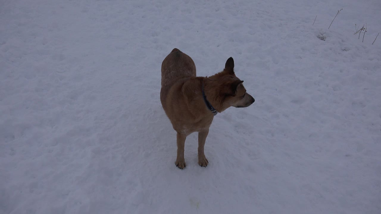 One second in, the tan dog remains on the snowy Arvada ground with its head angled right and sparse grass visible near the top of frame, with no visible people.