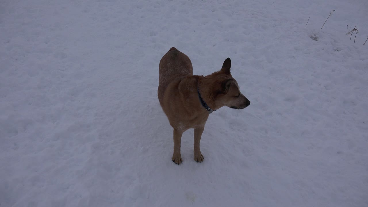 Tan dog standing on snowy ground