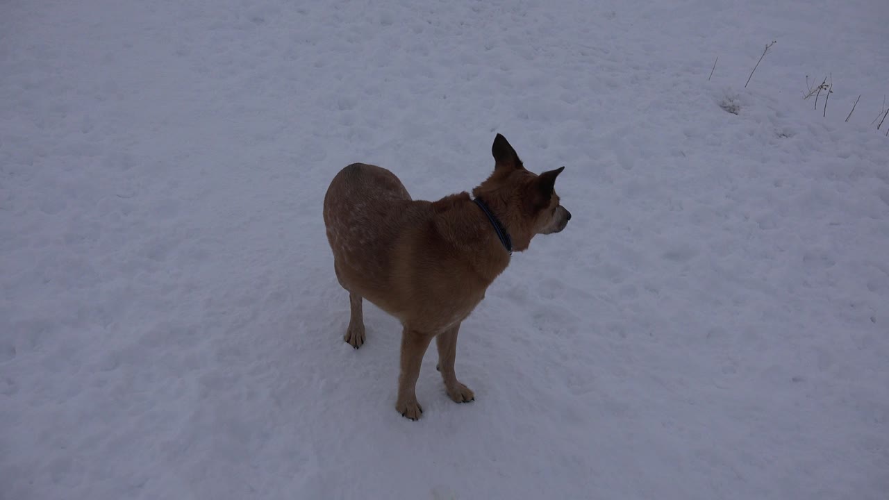 Brown collared dog stands on snow in Arvada, Colorado, angled left with its head turned right and no visible people.