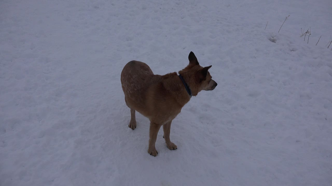 Brown dog remains on the snowy ground in Arvada, Colorado, now more side-on as it looks to the right with no visible people.