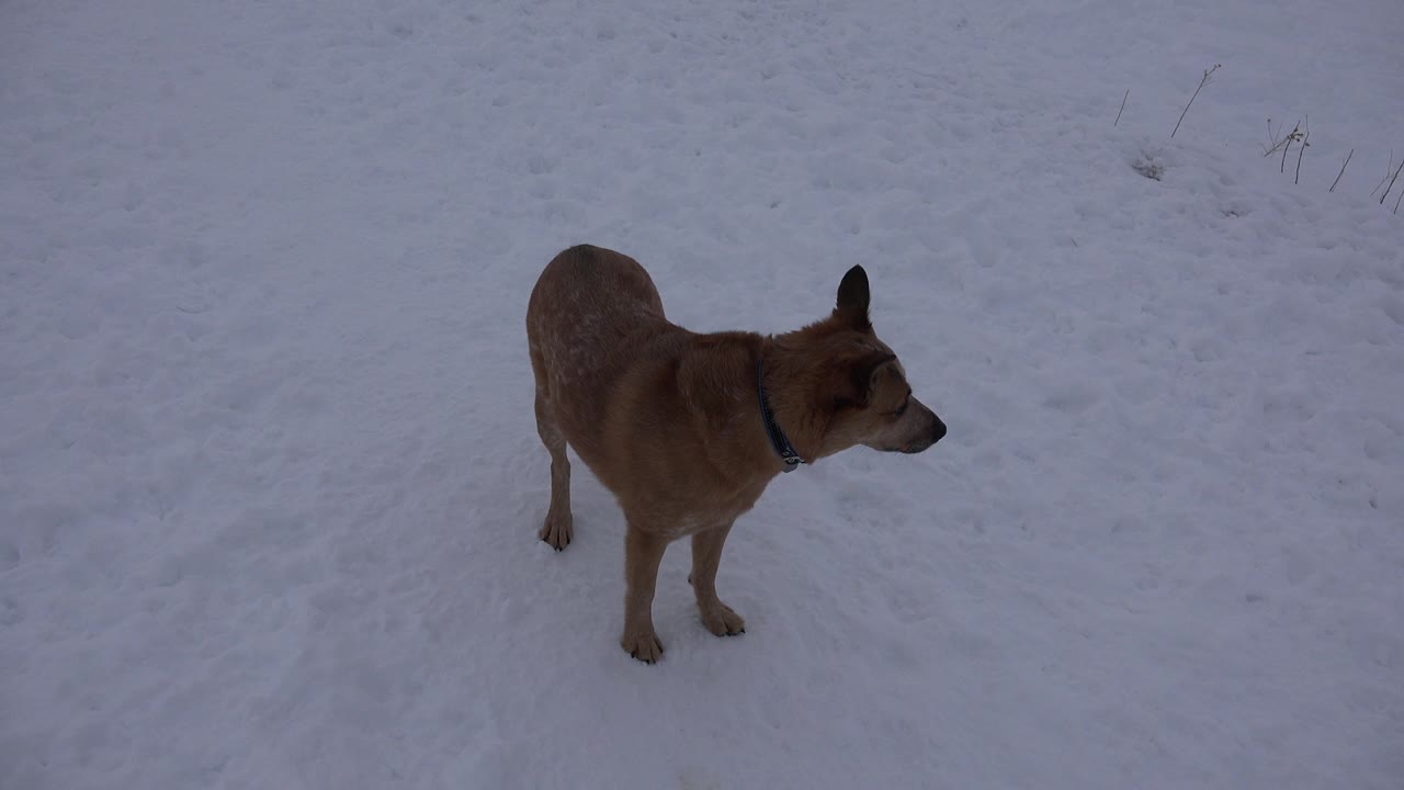 Collared dog standing in snow and looking right