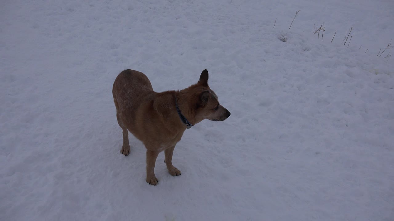 A tan collared dog stands on packed snow in Arvada, Colorado, facing right near the start of the clip, with no visible people.